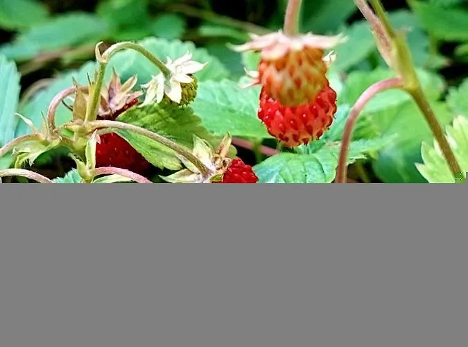 منتجع Margarita